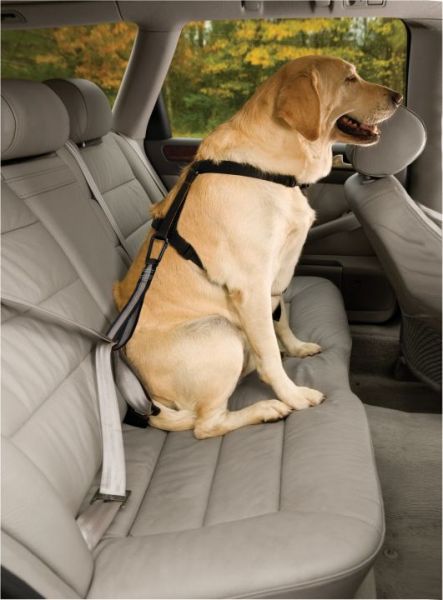 Kurgo Seatbelt Tether Haltegurt Rückhaltesystem (Auto- Sicherheitsgurt für Hunde)